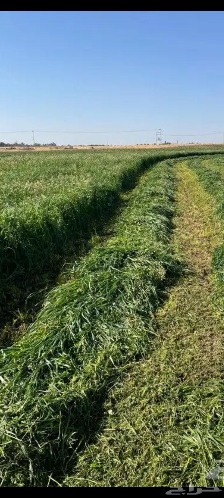 For sale. Feeds. Assorted. Rhodes grass. Corn cobs. Barley. New production63240389372033113