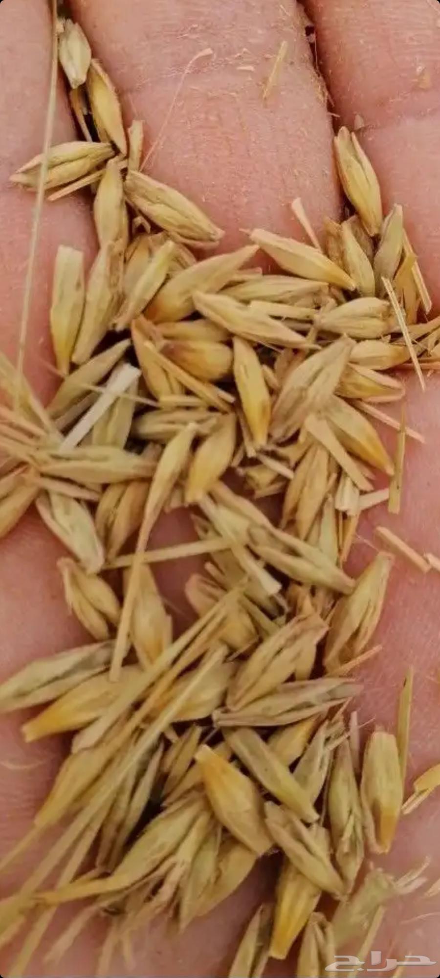 For sale. Feeds. Assorted. Rhodes grass. Corn cobs. Barley. New production63240389372033111