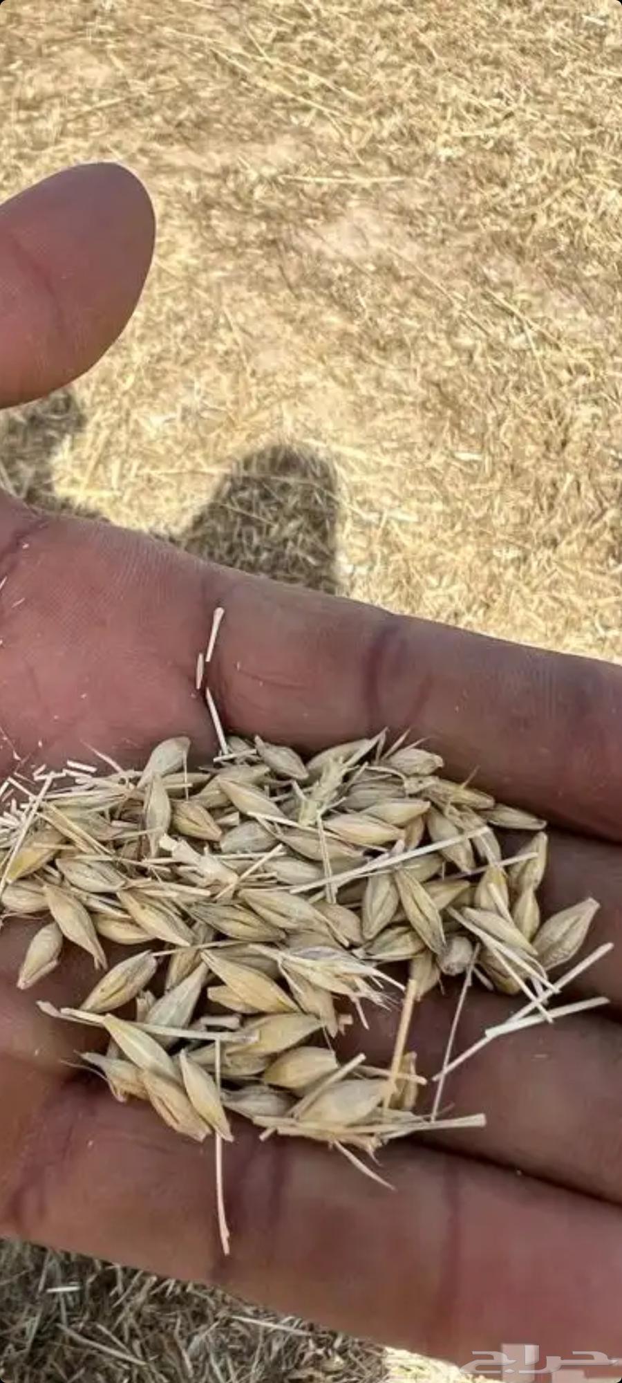 For sale. Feeds. Assorted. Rhodes grass. Corn cobs. Barley. New production63240389372033110