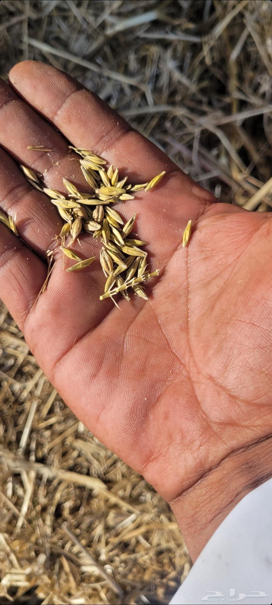 For sale. Feeds. Assorted. Rhodes grass. Corn cobs. Barley. New production63240389372033112