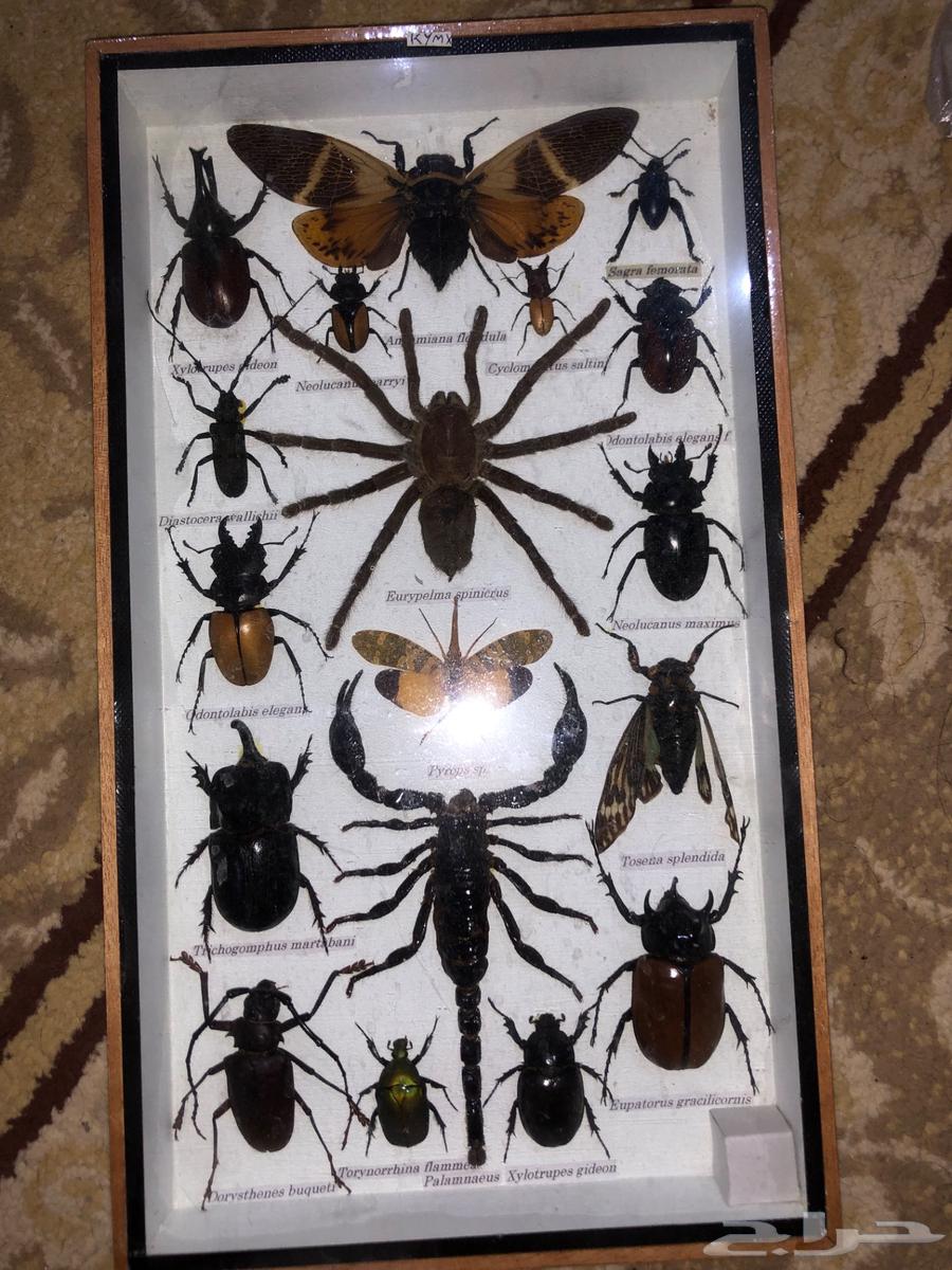 مجموعة حشرات محنطه حقيقية63235315570818111