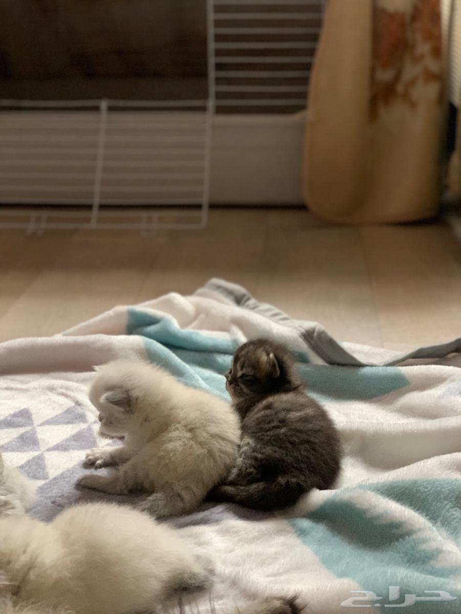 Kitten has a big Shirazi happiness632348286155541117