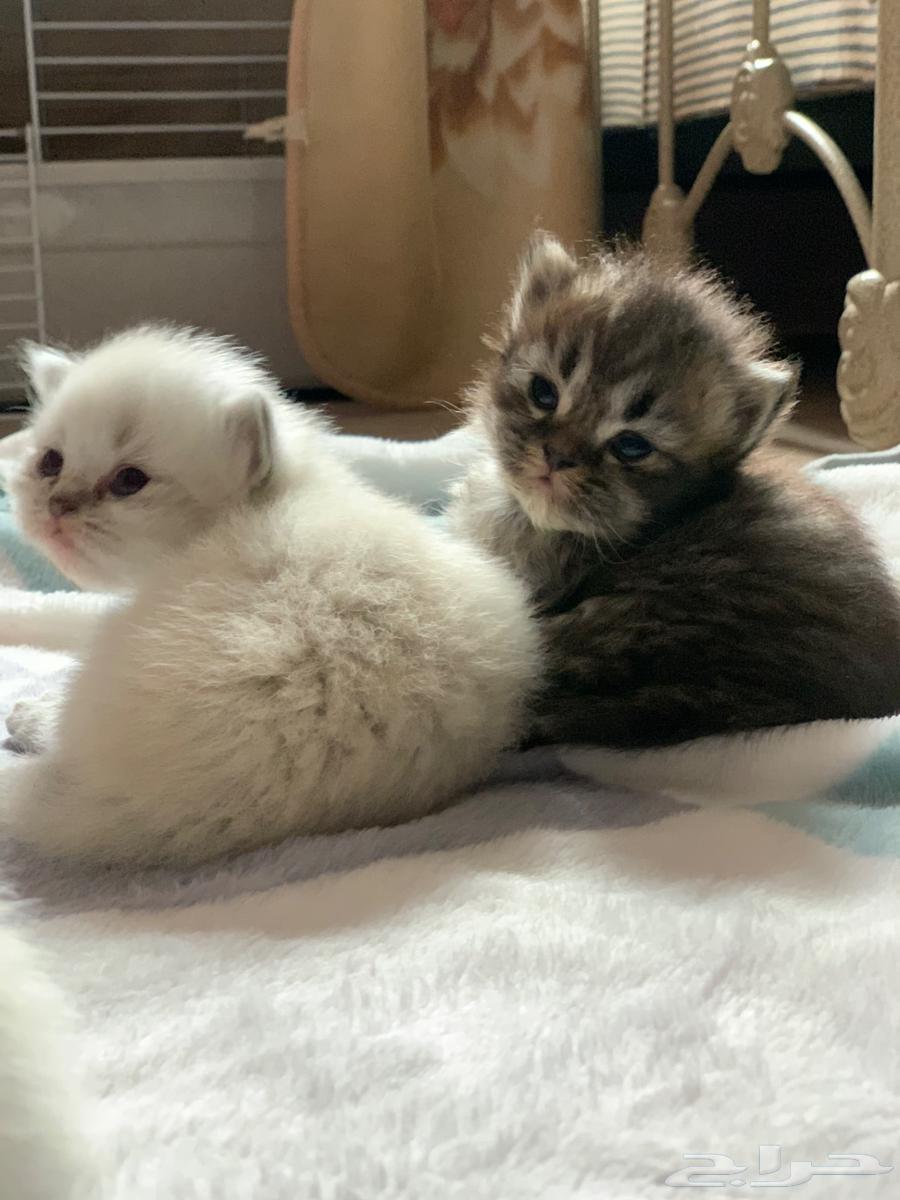 Kitten has a big Shirazi happiness63234828615554111