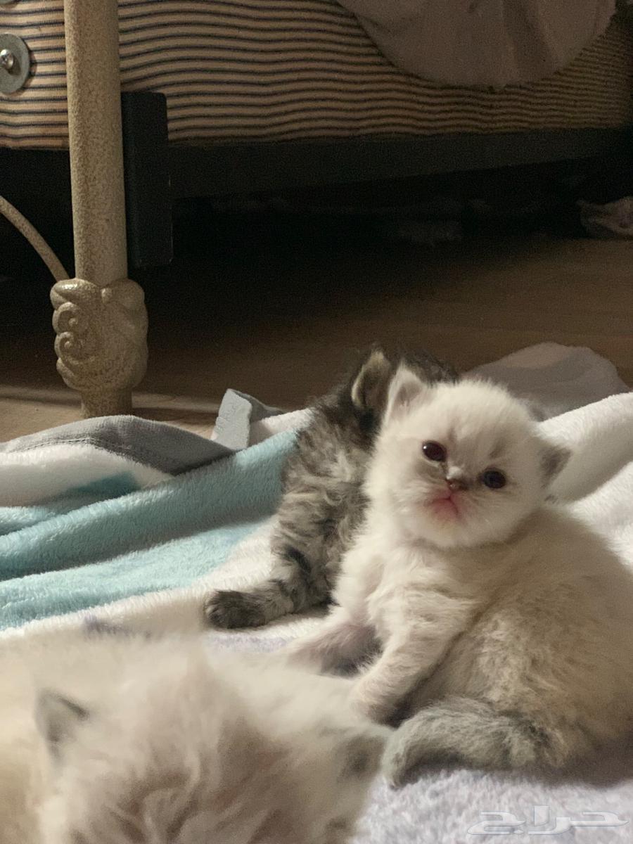 Kitten has a big Shirazi happiness63234828615554112
