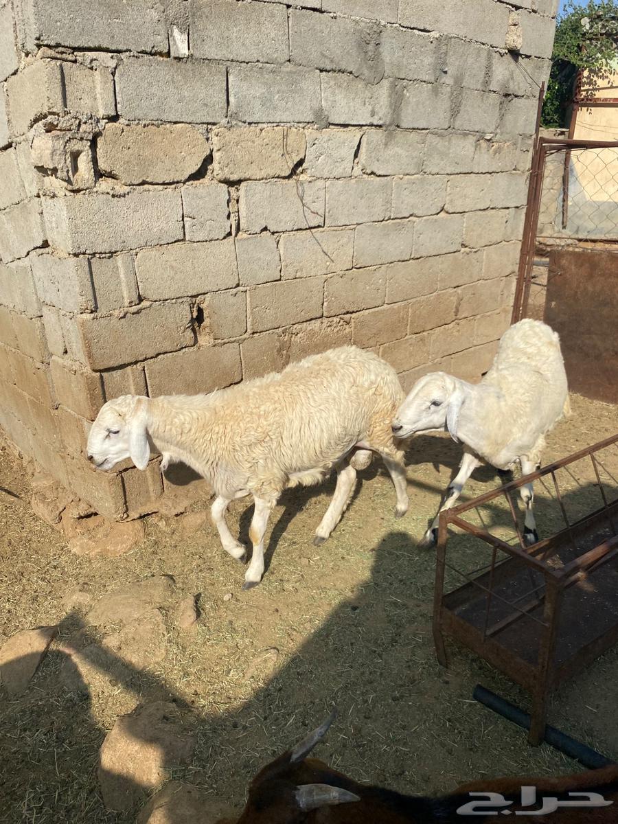 خرفان حريات للبيع بارق المجاردة   تم البيع63233841406595114