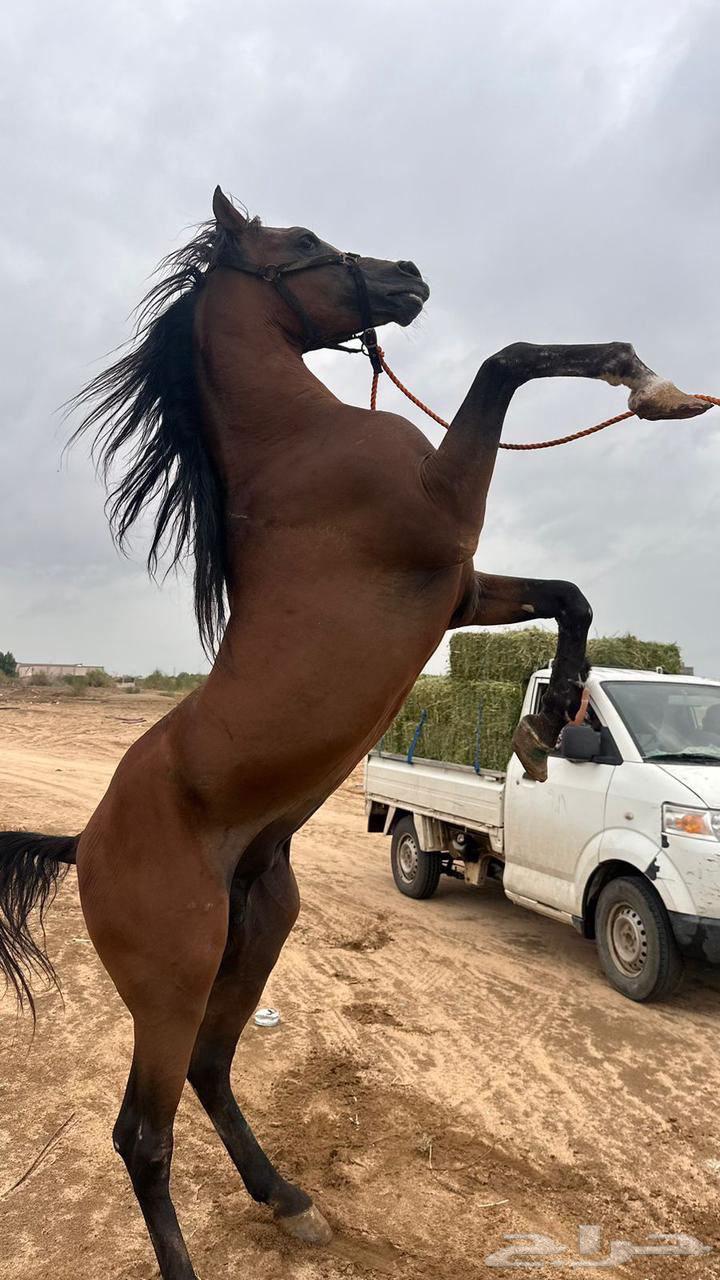 خيل عربي اصيل- بشهادة امارتية632298794024991123