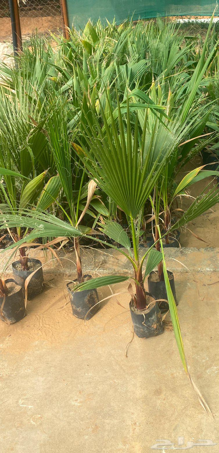 For sale, Washingtonia palm trees, whole bunch, price 2 riyals63230930972290111
