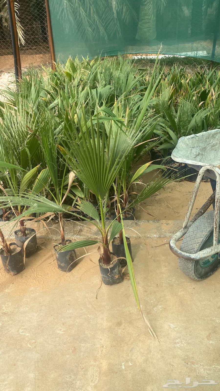For sale, Washingtonia palm trees, whole bunch, price 2 riyals63230930972290112