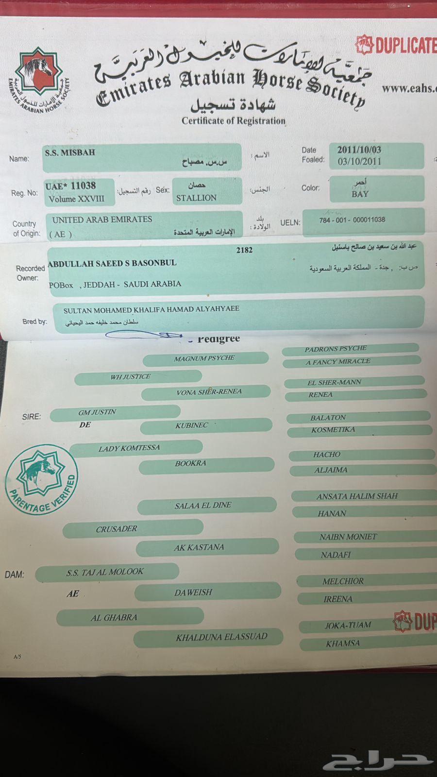خيل عربي اصيل- بشهادة امارتية63229879402499112