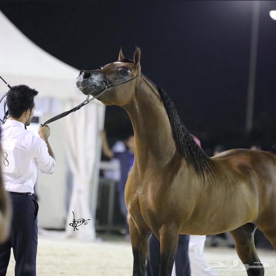 خيل عربي اصيل- بشهادة امارتية63229879402499111