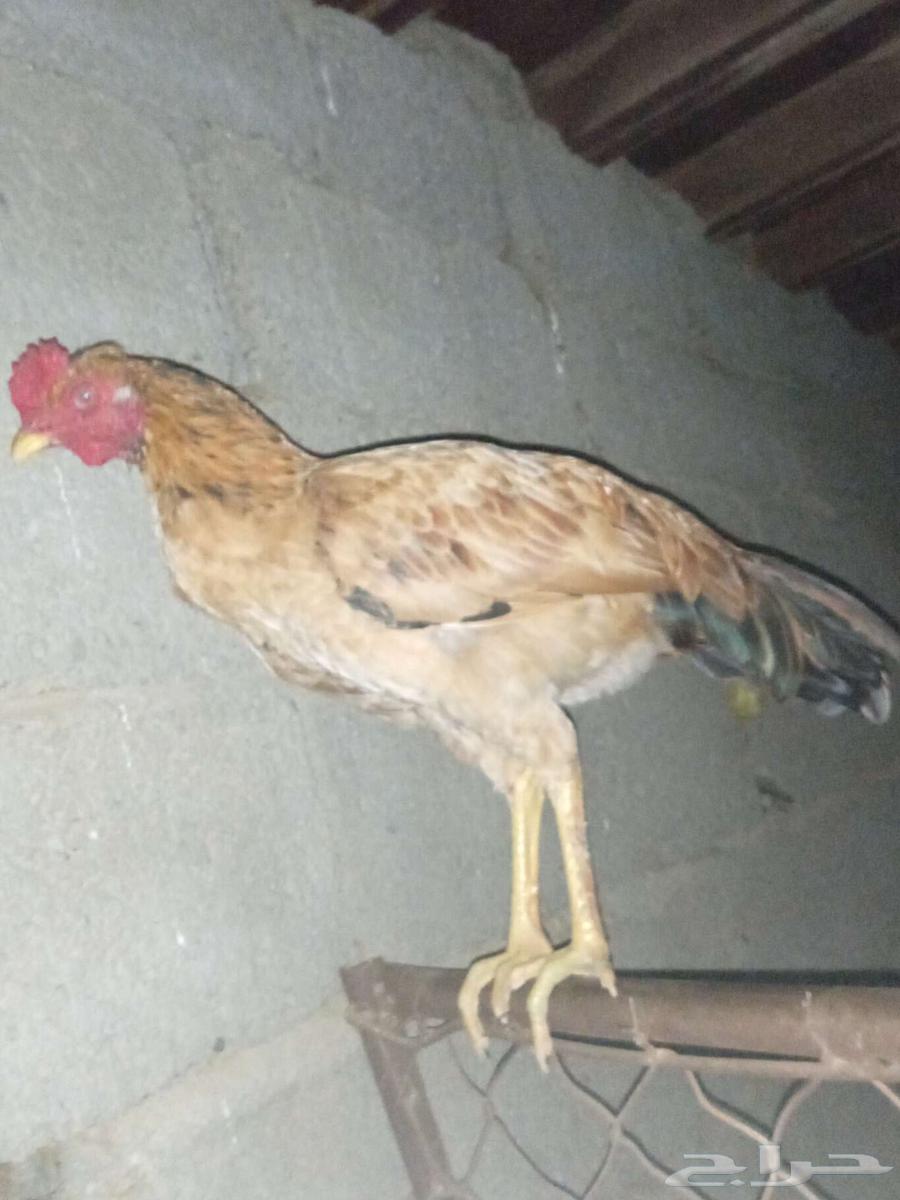 دجاج ذكور مهجن باكستاني بلدي63229388457218112