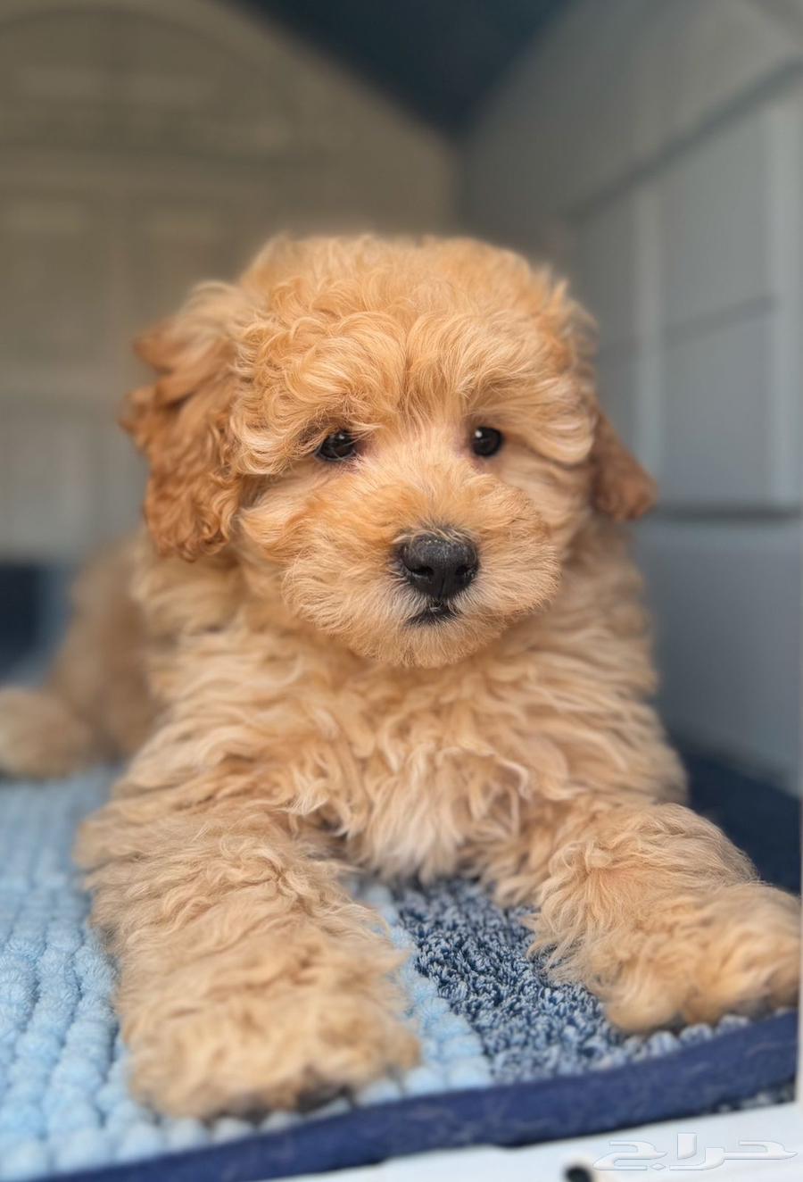 Maltese x Bodel63226998568451111