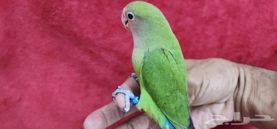 روز هدد اليف مناسب لجميع الاعمار63349617211394110