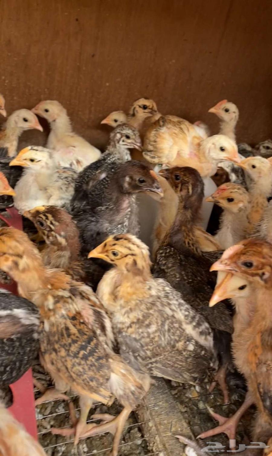 للبيع صوص دجاج63224558396034111