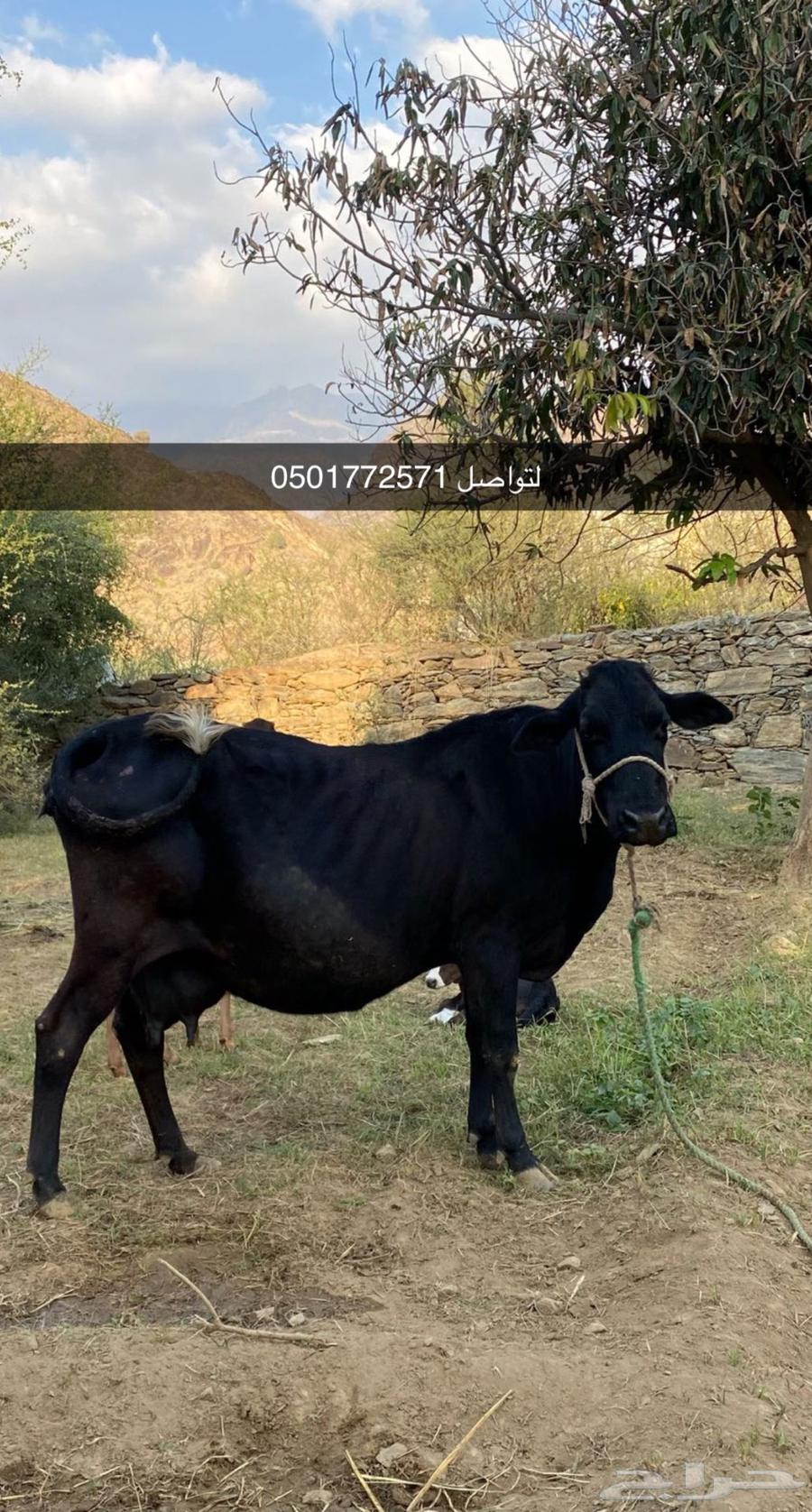 بقره وثور632240509387551118