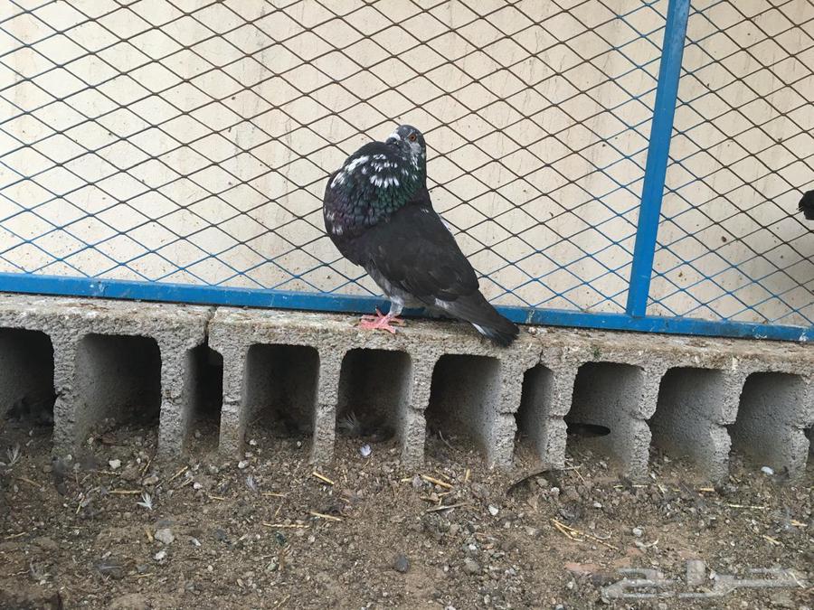 نفاخ اسباني_ تم البيع63616471888898111