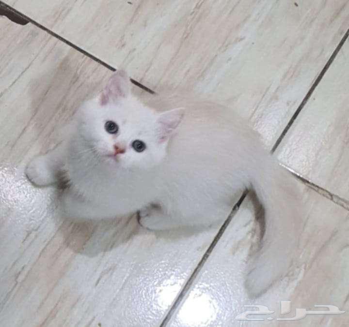 Cats for sale63221558411265111