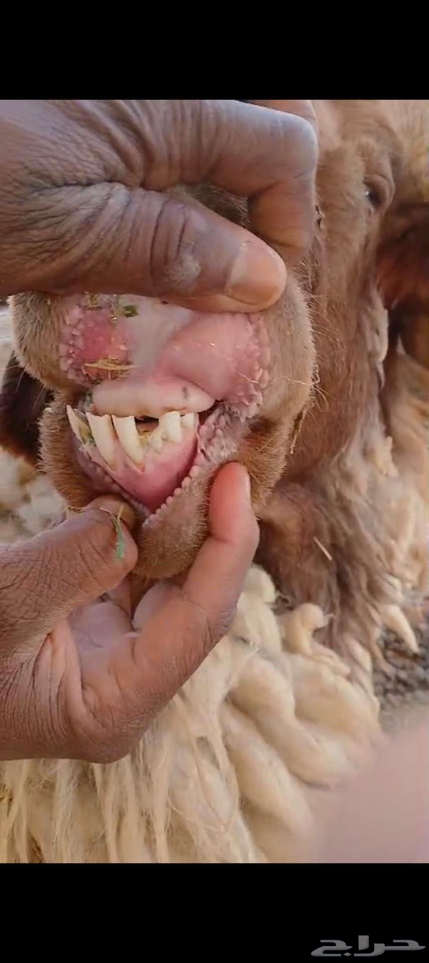 فحل نعيمي أدبس ينسف ويقرع63527958164994114