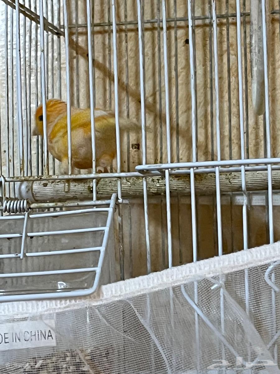 Canary for sale63221041357826111