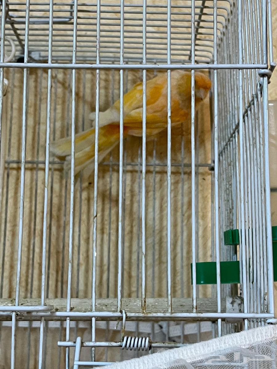 Canary for sale63221041357826112