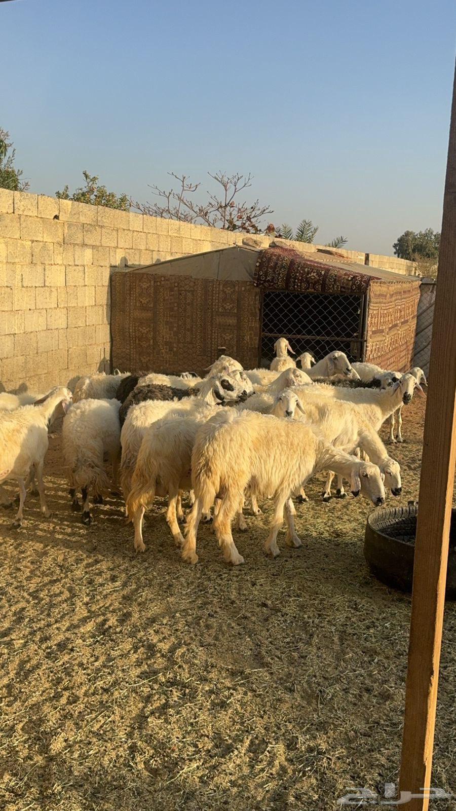 Selling a sheep and a goat63528319713921112