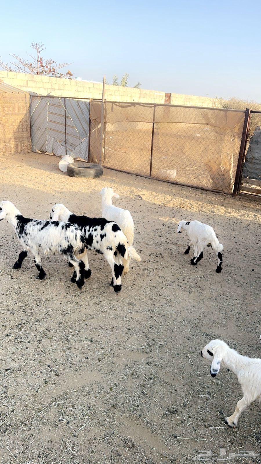 Selling a sheep and a goat63528319713921114