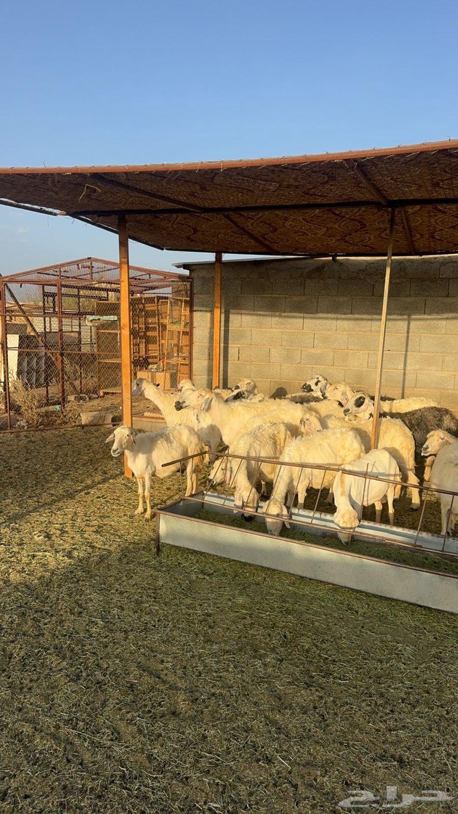 Selling a sheep and a goat63528319713921113