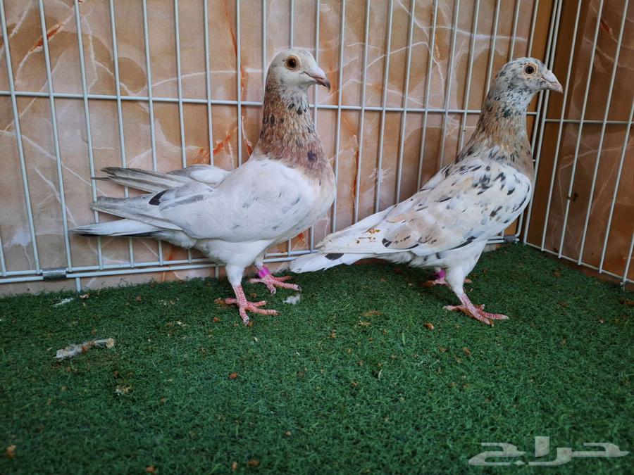 Jouzain Zajel Kou Almond63221569857666111