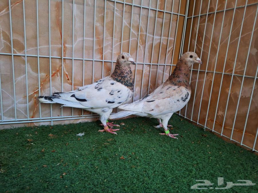 Jouzain Zajel Kou Almond63221569857666113