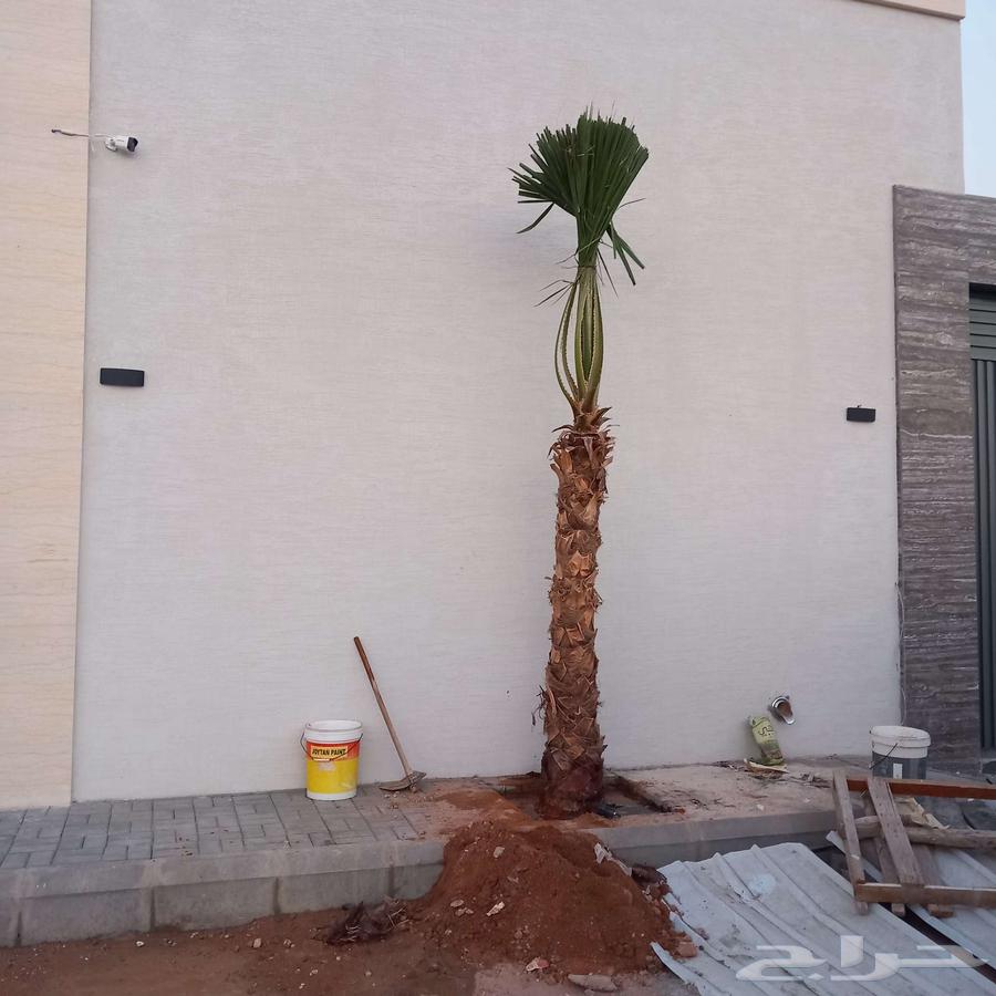 نخل واشنطني واشنطونيا زينه63224072617603111