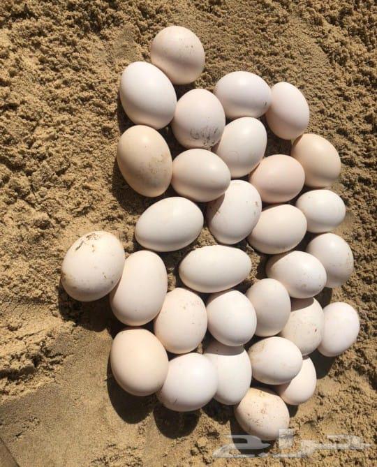 Fresh local eggs63219018879105112