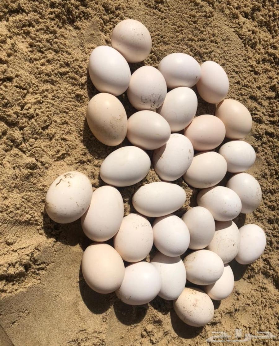 Fresh local eggs63219018879105114