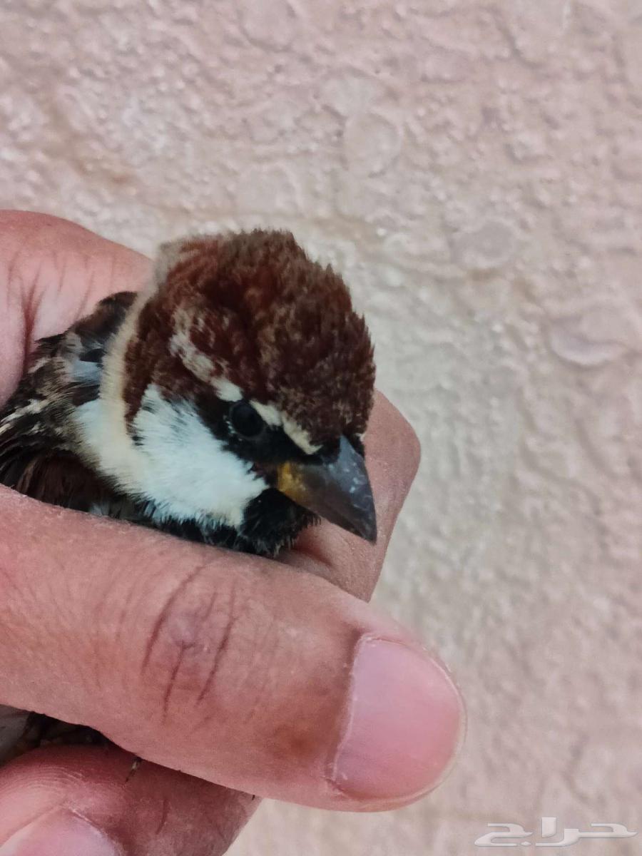 عصفور دوري اسباني الاحساء63219553141763113