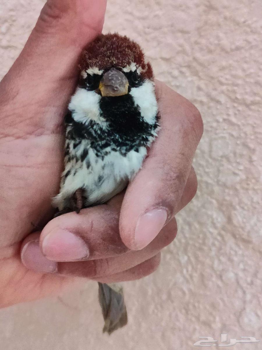 عصفور دوري اسباني الاحساء63219553141763111