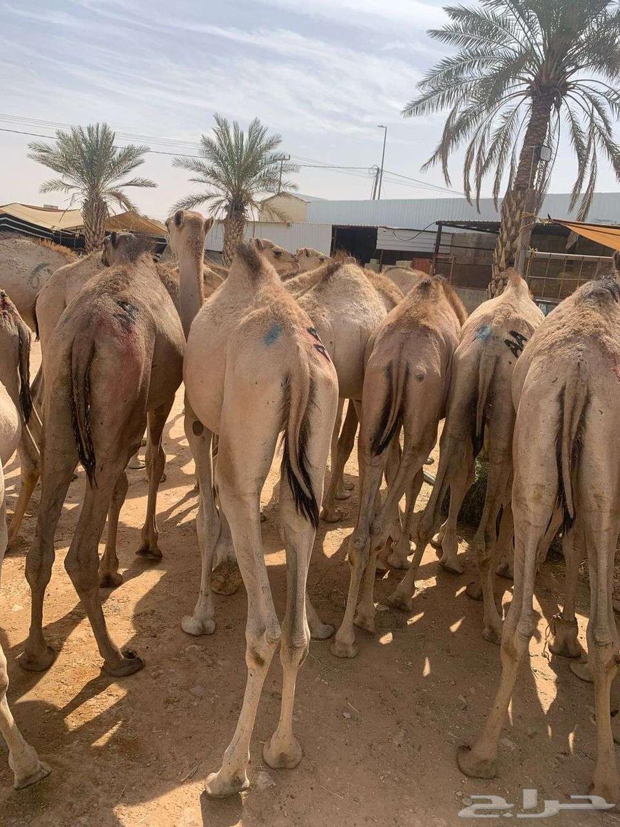 قعدان جملة و تفريد63219572396289114