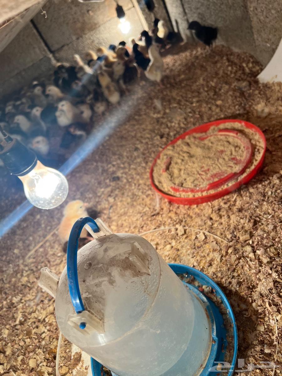 للبيع صوص بلدي63220044773761112