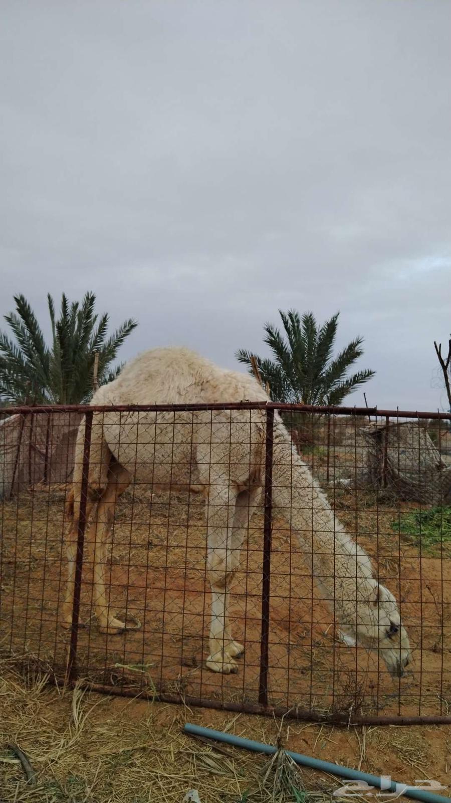 Sitting for sale63219549969027114