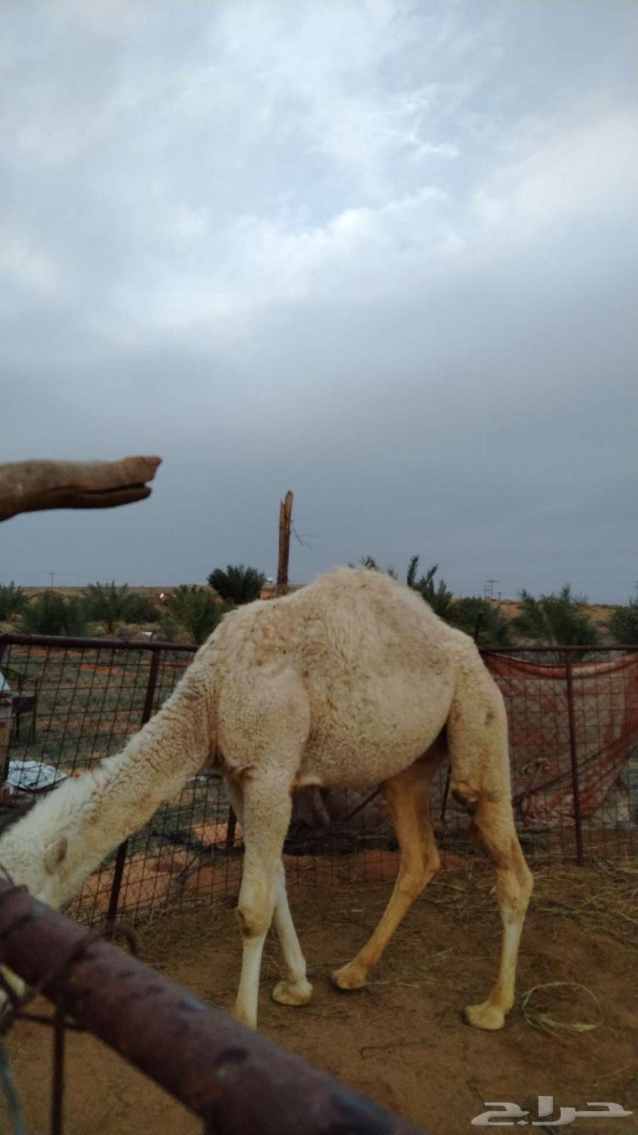 Sitting for sale63219549969027113