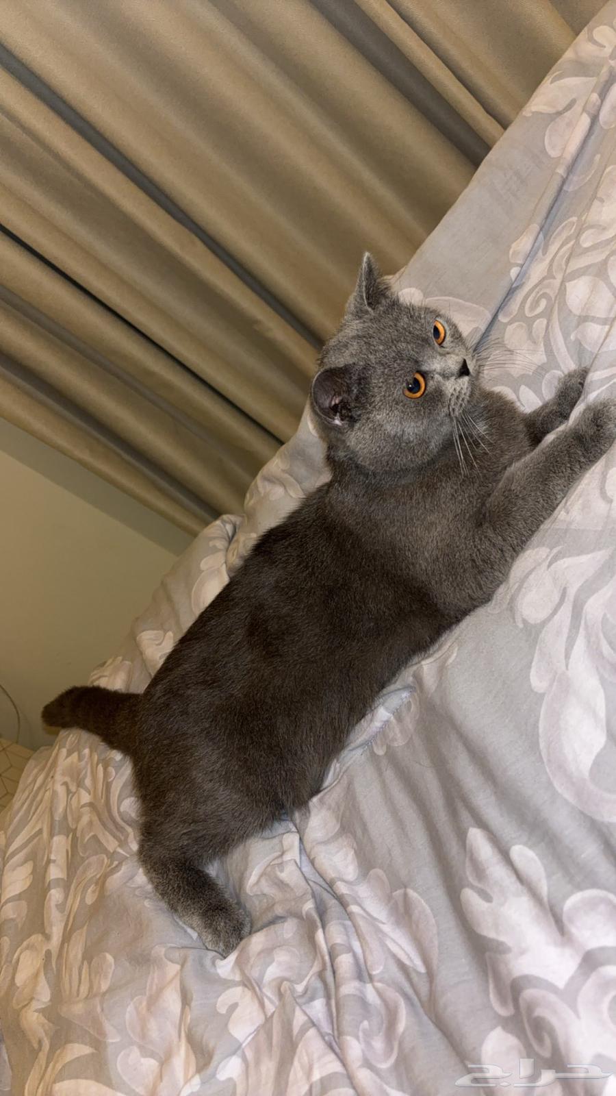 Cat for sale63218517533825111