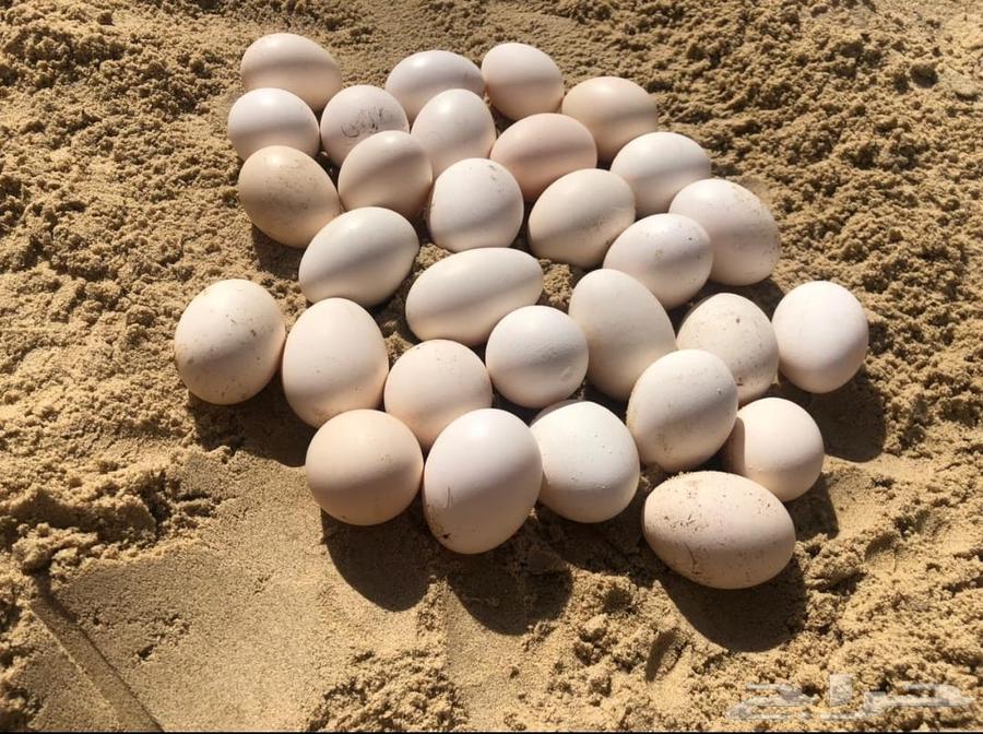 Fresh local eggs63219018879105113