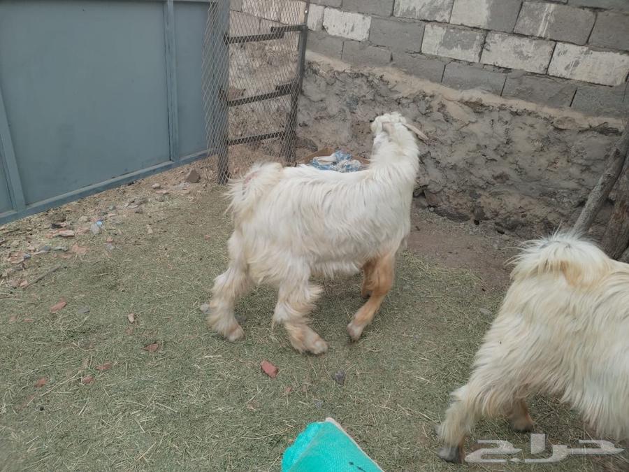 (( Sold outside auction )) Luxury white goats, young breeding projects63221053232259112