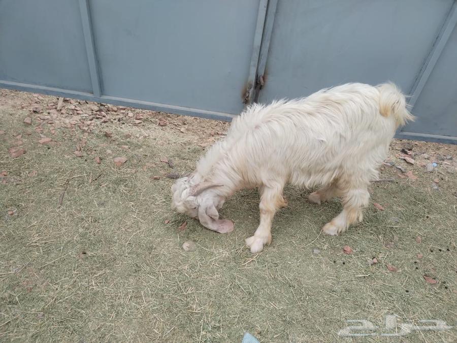 (( Sold outside auction )) Luxury white goats, young breeding projects63221053232259113