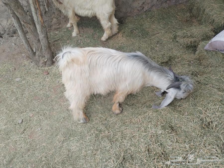 (( Sold outside auction )) Luxury white goats, young breeding projects63221053232259111