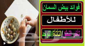 بيض سمان جامبو مخصب63219582583554111
