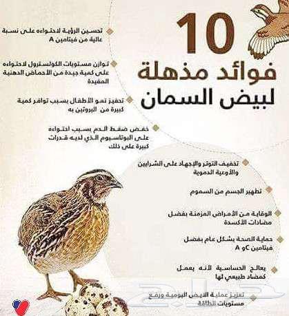 بيض سمان جامبو مخصب63219582583554112