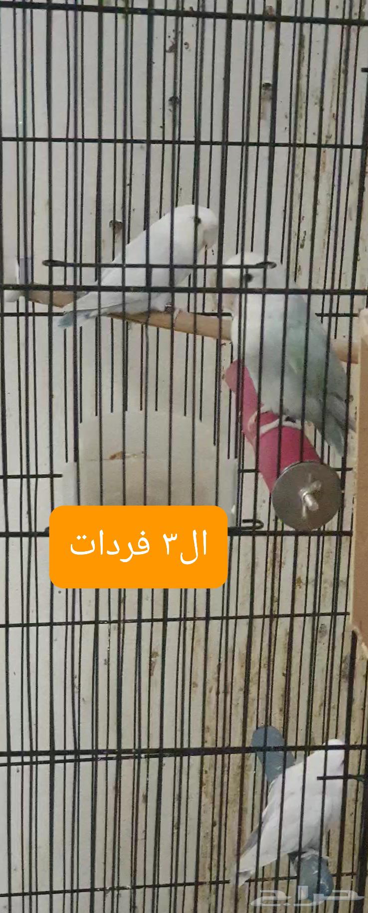 تصفيه طيور زينه63214163796994111