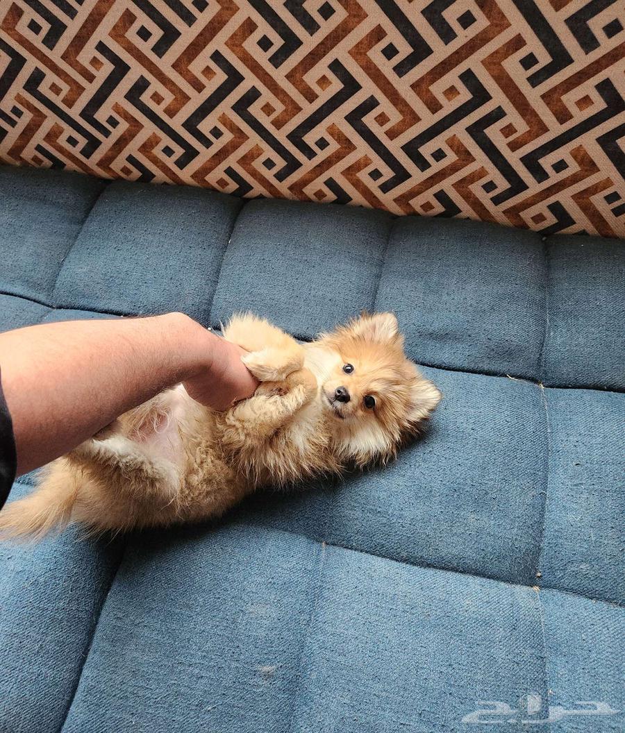 كلاب بومرينيان Pomeranian Puppy63214624065667111