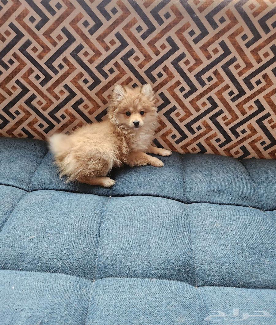 كلاب بومرينيان Pomeranian Puppy63214624065667114