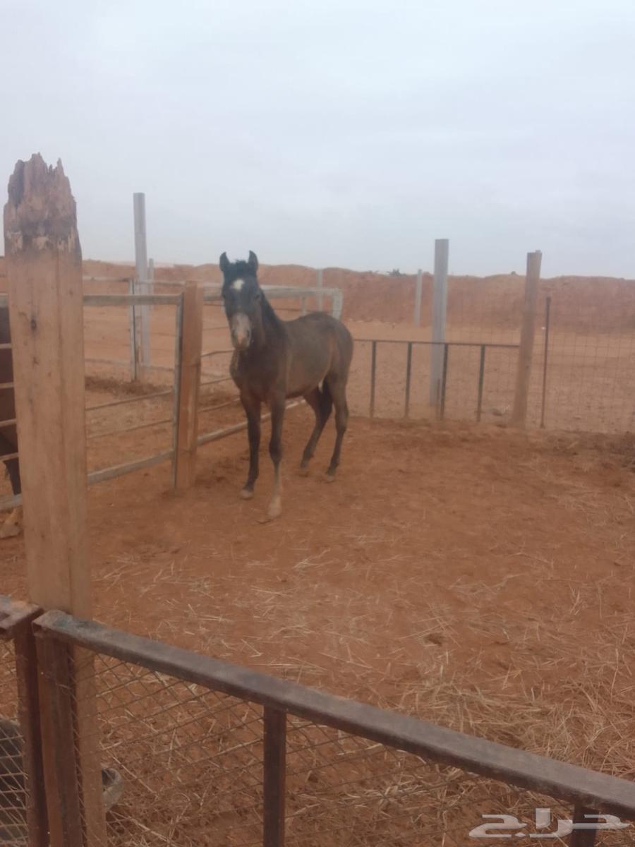 Moon and he is Arab63220553342467111
