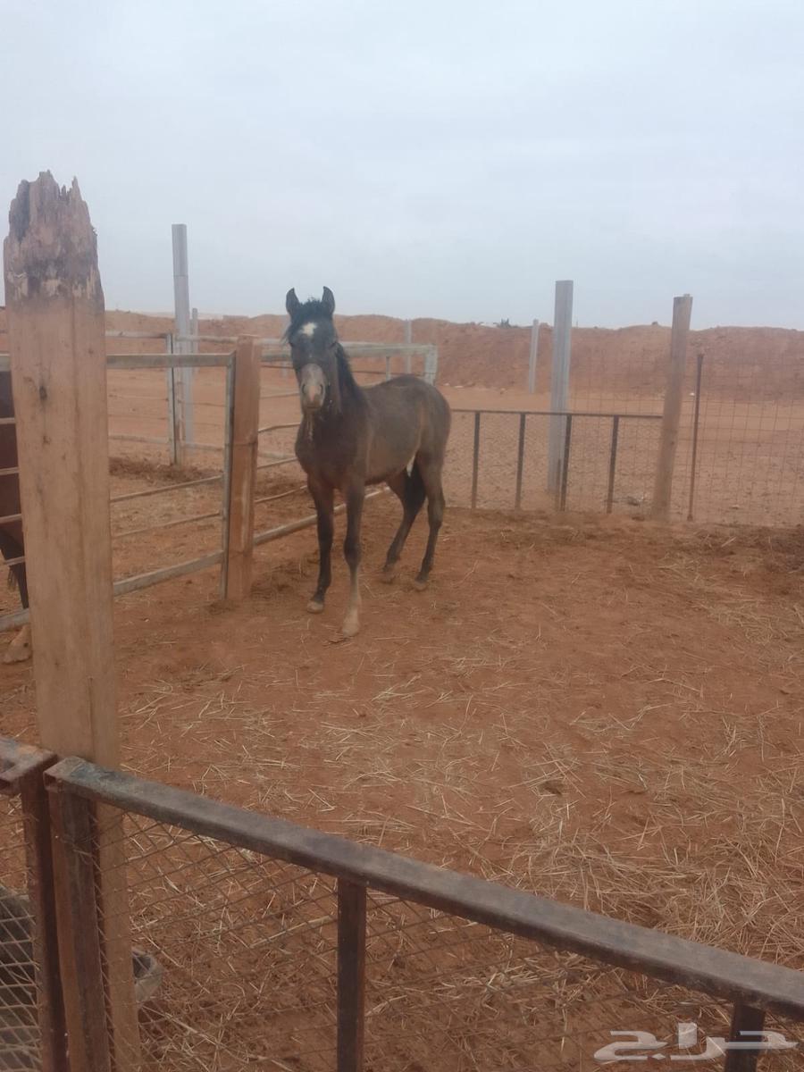 Moon and he is Arab63220553342467112